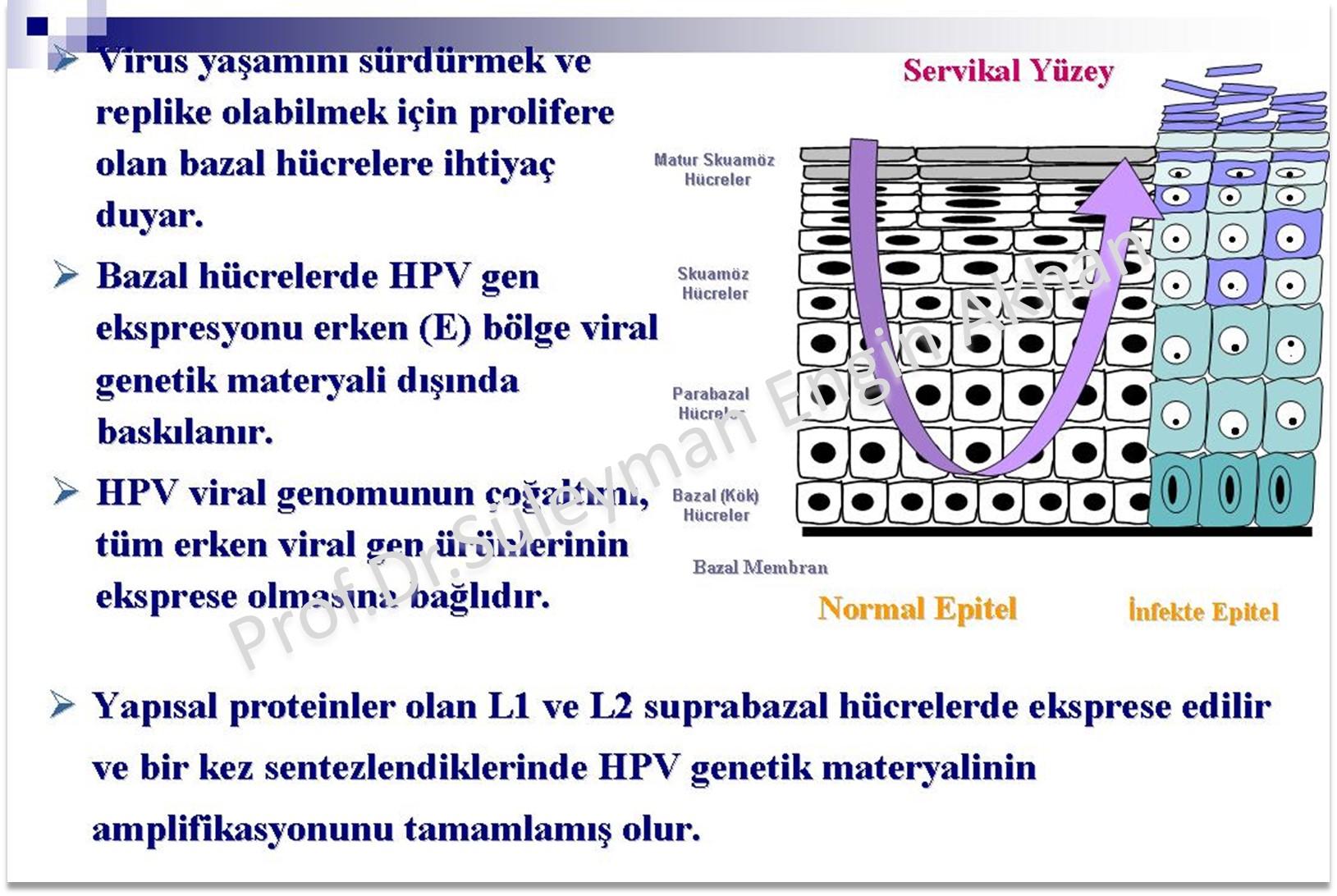 human papilloma virus survival outside body prezența tratamentului viermilor