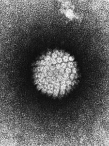 HPV'nin Elektron Mikroskobu Görüntüsü (https://tr.wikipedia.org/wiki/Dosya:Papilloma_Virus_ %28HPV%29_EM.jpg)